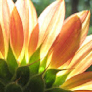 Meet your Posher, Hope